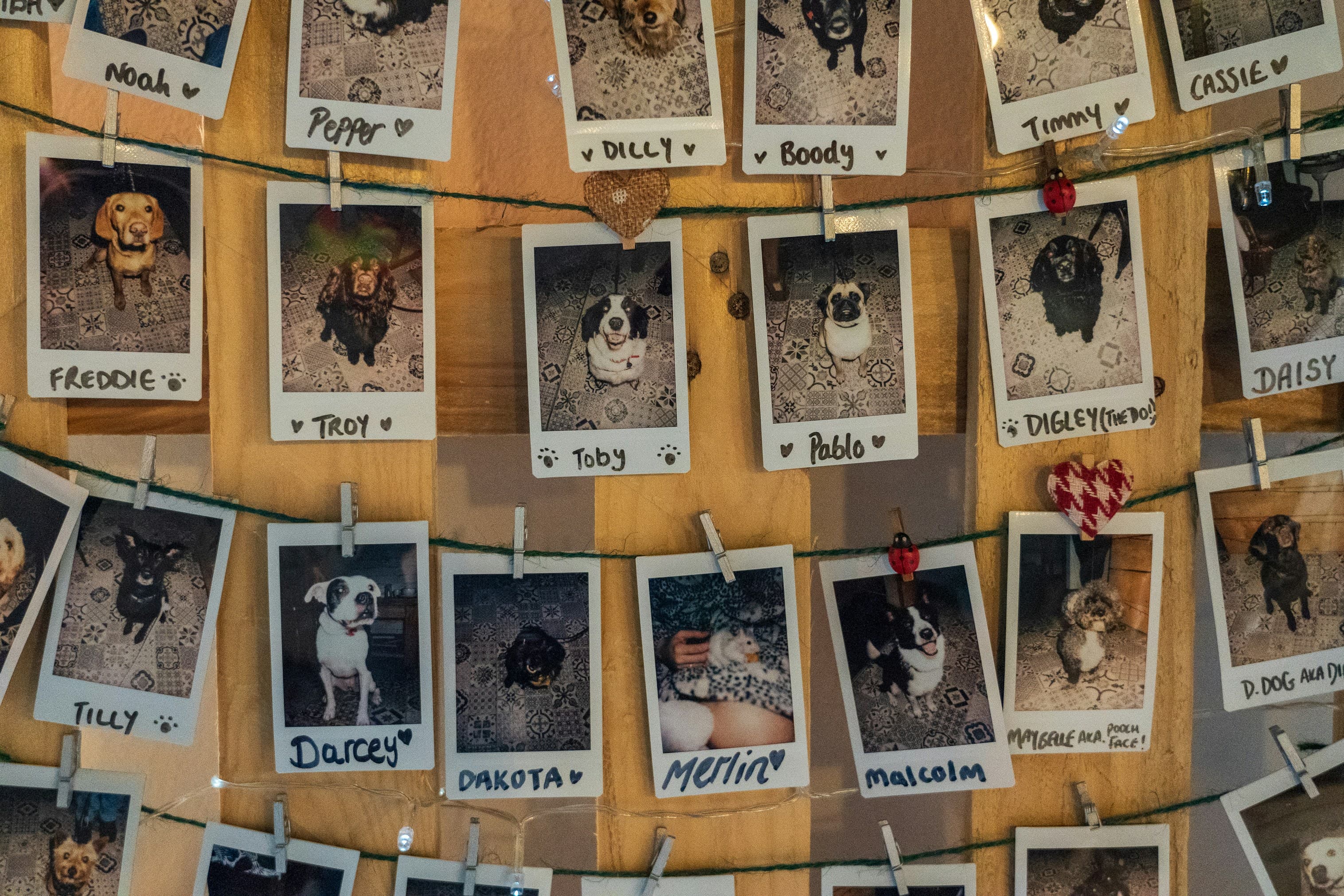 Pets collage